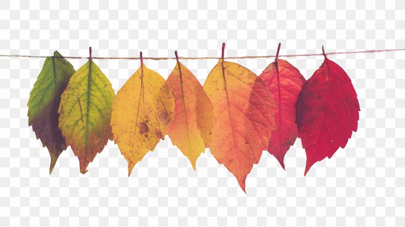 Mood Board Autumn Leaf Color Marketing, PNG, 2560x1440px, Mood Board, Artistic Inspiration, Autumn, Autumn Leaf Color, Brand Download Free