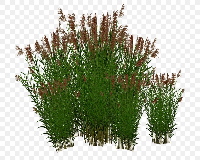 Sweet Grass Grasses, PNG, 750x658px, Sweet Grass, Grass, Grass Family, Grasses, Herb Download Free