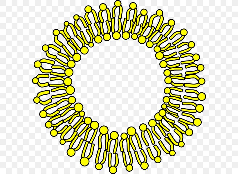 Cell Membrane Biological Membrane Clip Art, PNG, 600x601px, Cell Membrane, Area, Biological Membrane, Cell, Cell Nucleus Download Free
