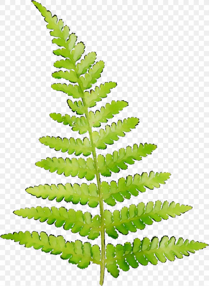 Fern Clip Art Leaf Image, PNG, 898x1228px, Fern, Botany, Ferns And Horsetails, Flower, Green Download Free