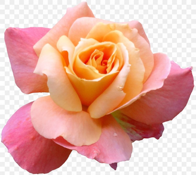 Flower Nancy's Salon Blume Garden Roses, PNG, 1280x1148px, Flower, Blume, China Rose, Close Up, Crocus Download Free
