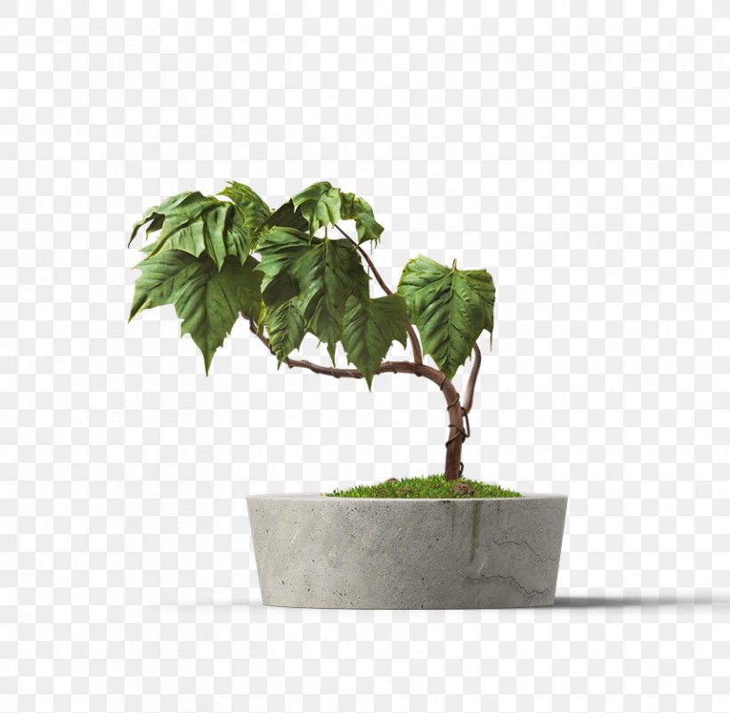 Flowerpot Succulent Plant Houseplant, PNG, 855x836px, Flowerpot, Artificial Flower, Bonsai, Cactaceae, Ceramic Download Free