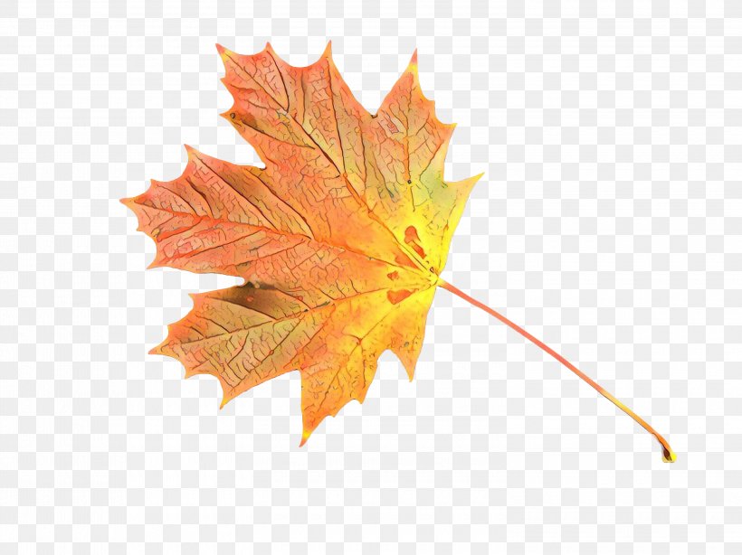 Maple Leaf Flag Of Canada Red Maple, PNG, 3000x2248px, Maple Leaf, Autumn, Black Maple, Canada, Deciduous Download Free