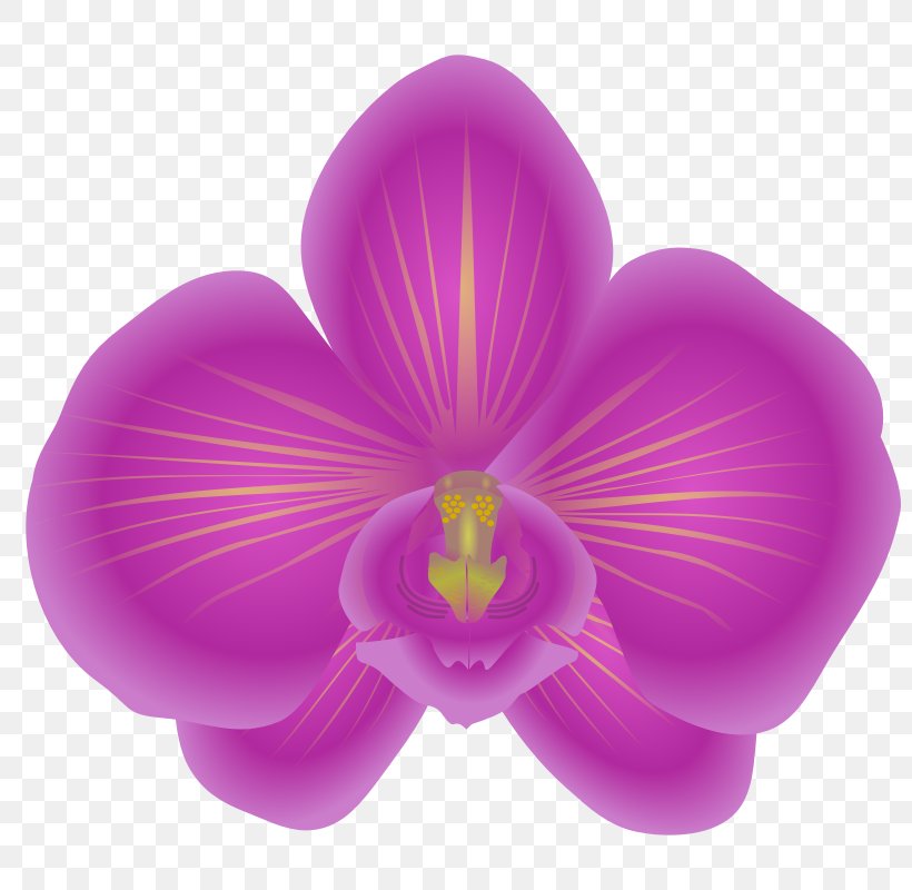Orchids Flower Clip Art, PNG, 800x800px, Orchids, Blog, Cattleya Orchids, Document, Flower Download Free