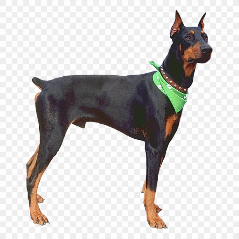 Dobermann German Pinscher Miniature Pinscher Dog Breed Pikachu, PNG, 5000x5000px, Dobermann, Arcanine, Breed, Carnivoran, Dog Download Free