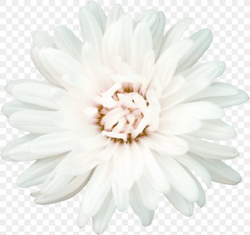 Flower Chamomile White Petal, PNG, 1200x1129px, Flower, Aster, Black And White, Chamomile, Chrysanthemum Download Free