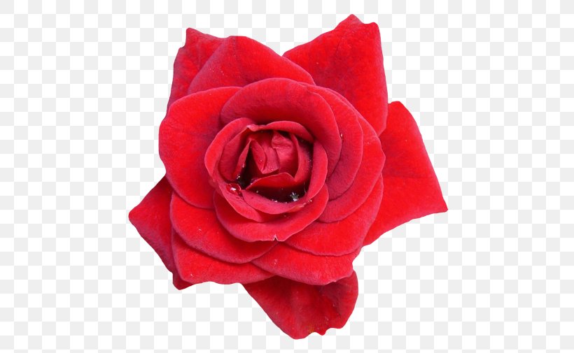 Garden Roses Flower Clip Art, PNG, 500x505px, Rose, China Rose, Cut Flowers, Floribunda, Flower Download Free