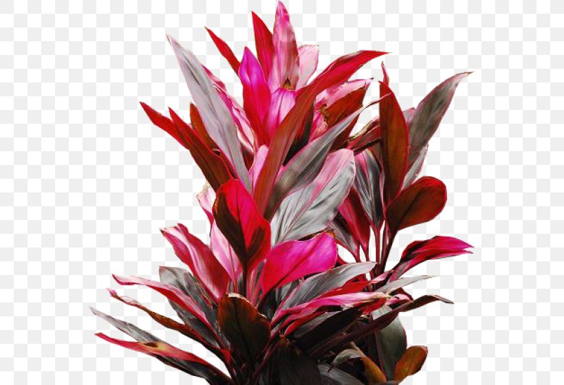 Ornamental Plant Red Leaf Blood Ti, PNG, 680x560px, Ornamental Plant, Biological Pigment, Blood, Blue, Flower Download Free
