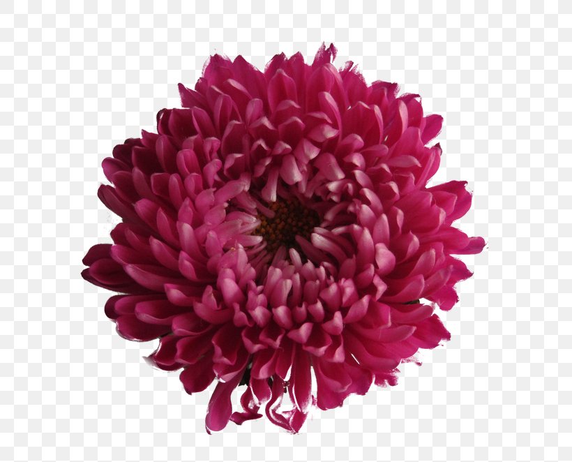 Chrysanthemum Image File Formats Clip Art, PNG, 662x662px, Chrysanthemum, Annual Plant, Aster, Chrysanths, Cut Flowers Download Free