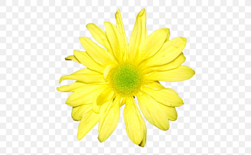 Chrysanthemum Yellow Flower Petal, PNG, 500x505px, Chrysanthemum, Amarillo Naranja, Chrysanths, Color, Cut Flowers Download Free