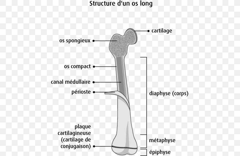 Finger Long Bone Anatomy Bone Cancer, PNG, 471x535px, Watercolor, Cartoon, Flower, Frame, Heart Download Free