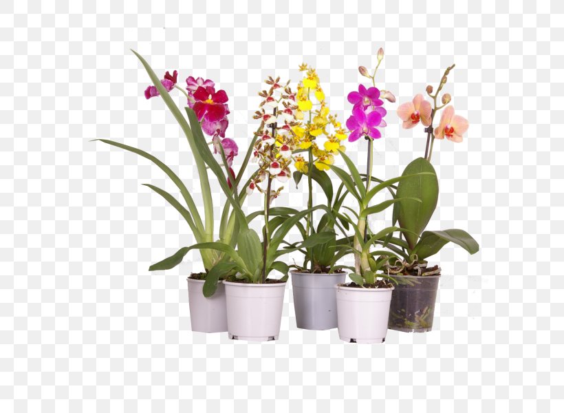 Moth Orchids Cattleya Orchids Dendrobium Dancing-lady Orchid Houseplant, PNG, 600x600px, Moth Orchids, Cattleya, Cattleya Orchids, Cut Flowers, Dancinglady Orchid Download Free