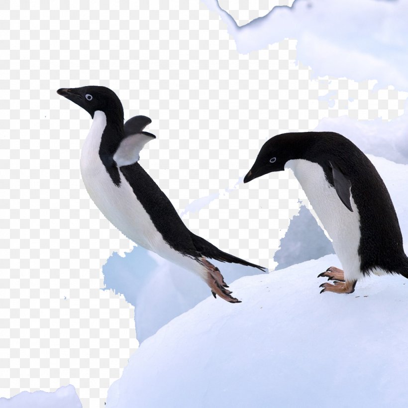 Mr. Poppers Penguins Antarctica Bird, PNG, 1024x1024px, Penguin, Adxe9lie Penguin, Animal, Antarctic, Antarctica Download Free