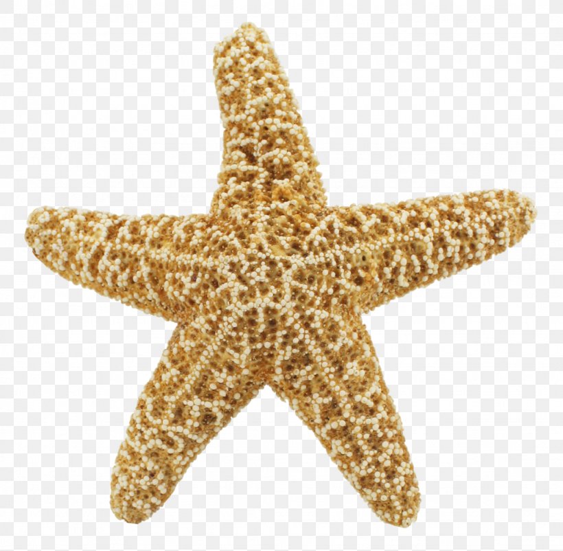 Starfish Desktop Wallpaper Clip Art, PNG, 1024x1002px, Starfish, Animal, Blue Sea Star, Echinoderm, Editing Download Free