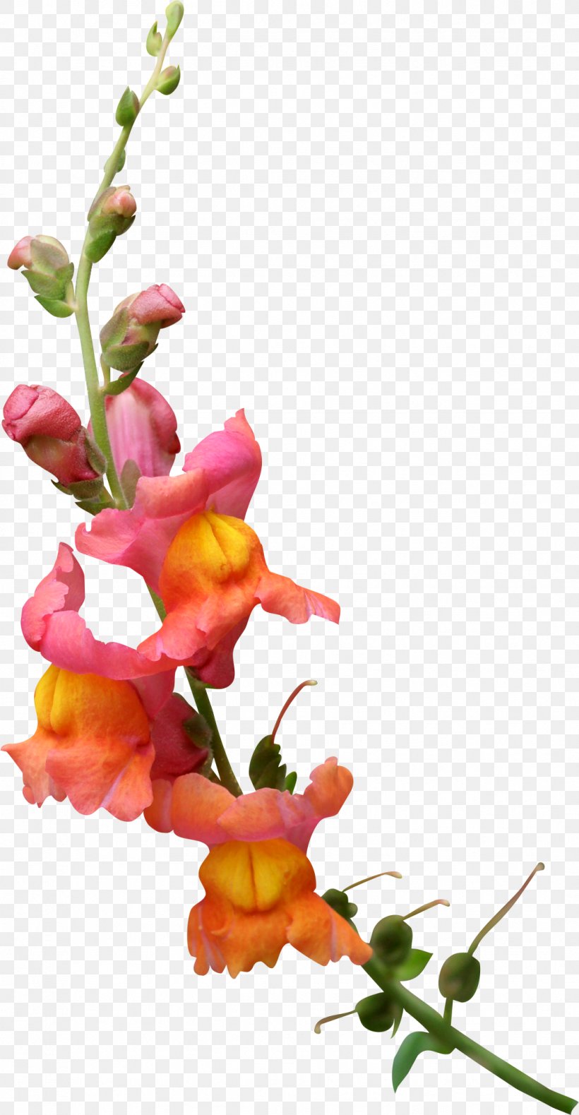 Flower Petal Blossom, PNG, 1072x2065px, Flower, Blossom, Branch, Bud, Cut Flowers Download Free