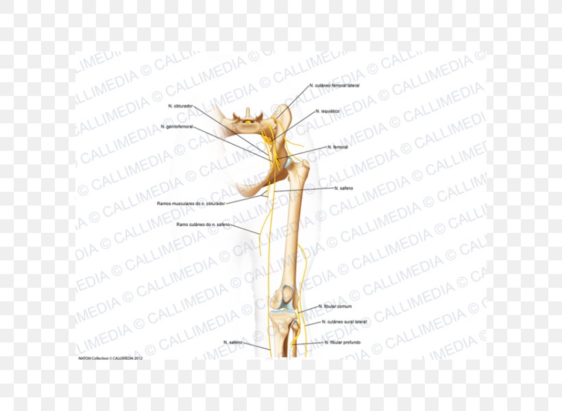 Insect Muscle Pest Angle Plant Stem, PNG, 600x600px, Watercolor, Cartoon, Flower, Frame, Heart Download Free