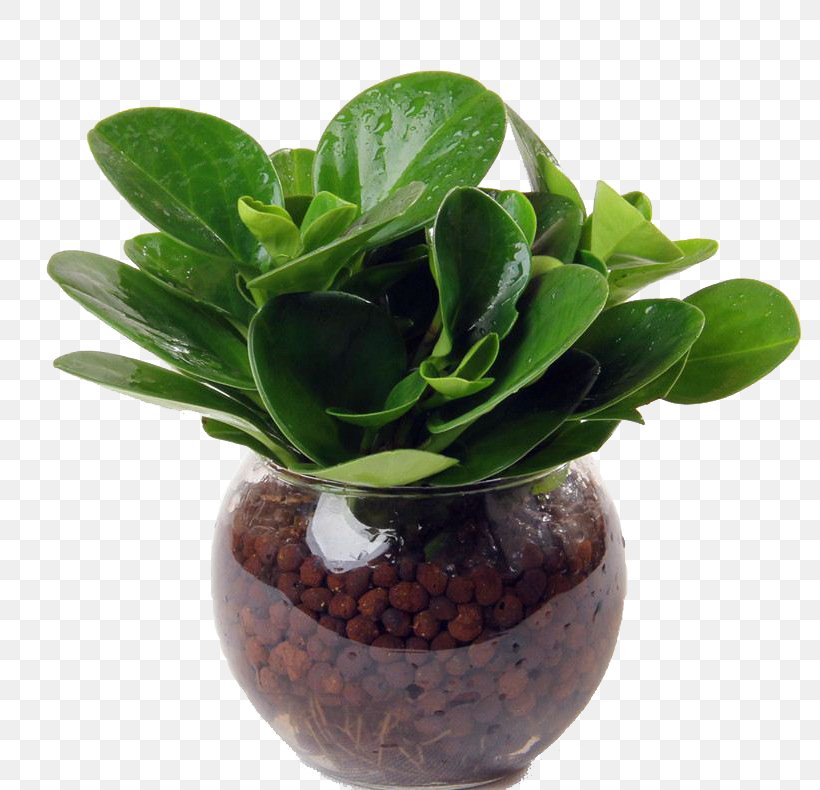 Leaf Hydroponics Plant Bonsai Flowerpot, PNG, 790x790px, Leaf, Areca Palm, Bonsai, Common Sage, Devils Ivy Download Free