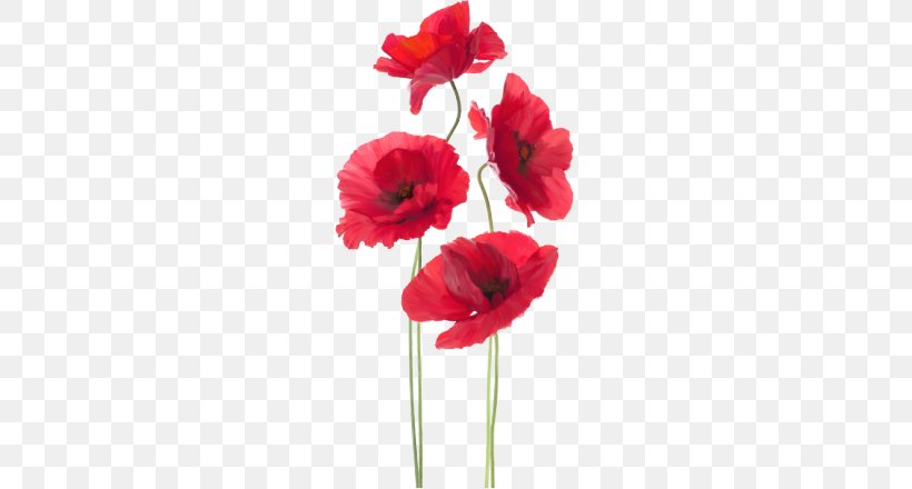 Paper Wall Decal Sticker Poppy Mural, PNG, 700x440px, Paper, Annual Plant, Artificial Flower, Carnation, Coquelicot Download Free