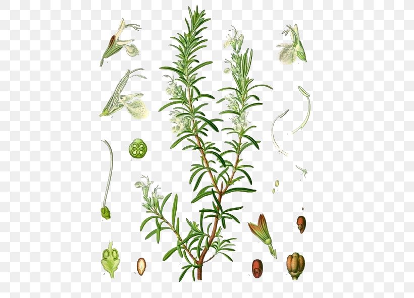 Rosemary Herbal Distillate Essential Oil Verbenone, PNG, 454x591px, Rosemary, Aromatherapy, Botanical Illustration, Botany, Chamomile Download Free