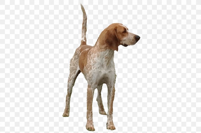 American English Coonhound English Foxhound Black And Tan Coonhound Redbone Coonhound Treeing Walker Coonhound, PNG, 1170x780px, American English Coonhound, American Foxhound, American Kennel Club, Black And Tan Coonhound, Bluetick Coonhound Download Free