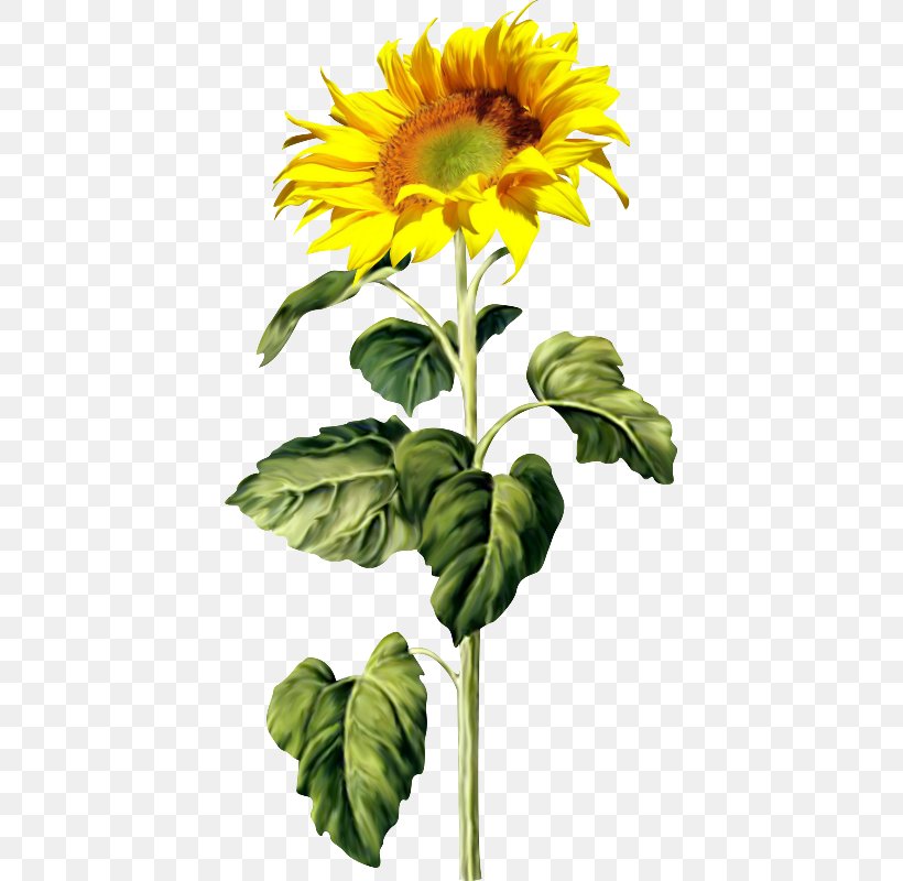 Common Sunflower Sunflower Seed Clip Art, PNG, 411x800px, Common Sunflower, Annual Plant, Color, Cut Flowers, Daisy Family Download Free