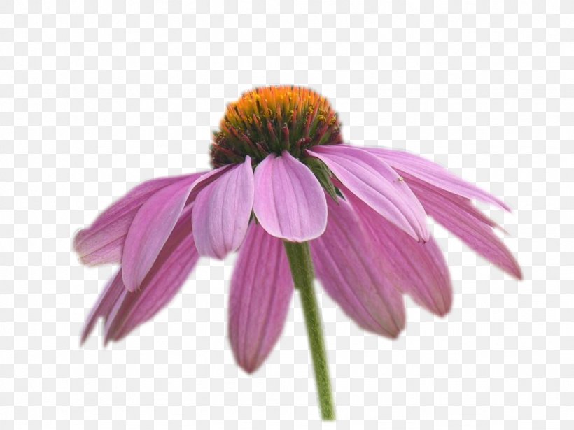 Coneflower Petal, PNG, 1024x768px, Coneflower, Daisy Family, Flower, Flowering Plant, Petal Download Free