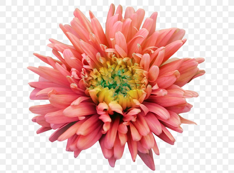 Dahlia Flower Clip Art, PNG, 650x609px, Dahlia, Annual Plant, Aster, Chrysanths, Color Download Free