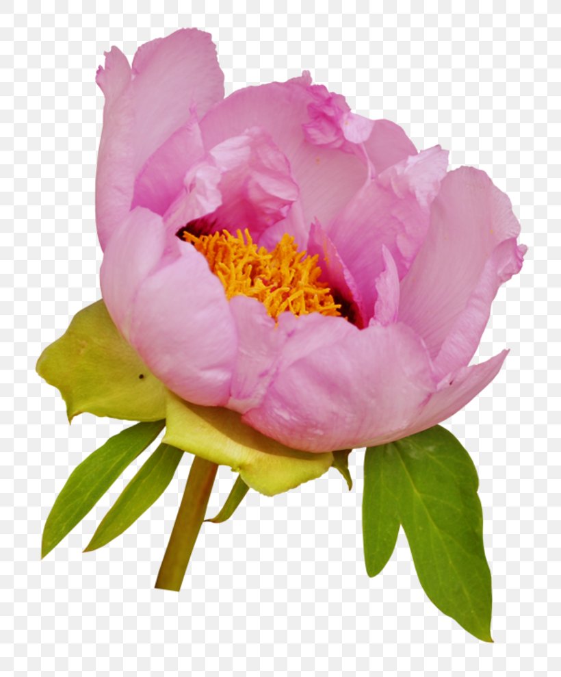 Flower Clip Art Moutan Peony Garden Roses, PNG, 800x989px, Flower, Annual Plant, Cut Flowers, Flowering Plant, Garden Roses Download Free