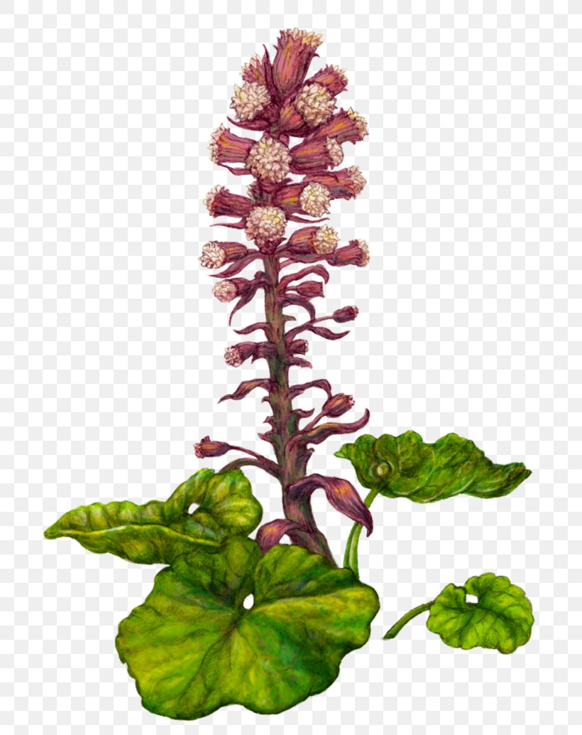 Fuki Petasites Hybridus Botanical Illustration Rhizome Plant, PNG, 772x1034px, Fuki, Art, Botanical Illustration, Butterbur, Drawing Download Free