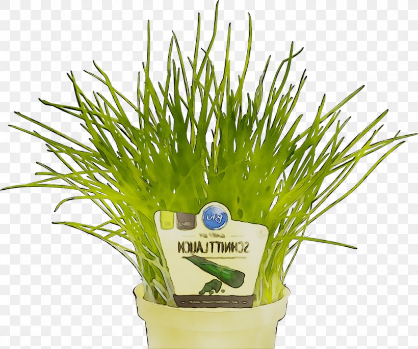 Greens Grasses Herb, PNG, 1343x1124px, Greens, Chives, Flower, Flowerpot, Grass Download Free