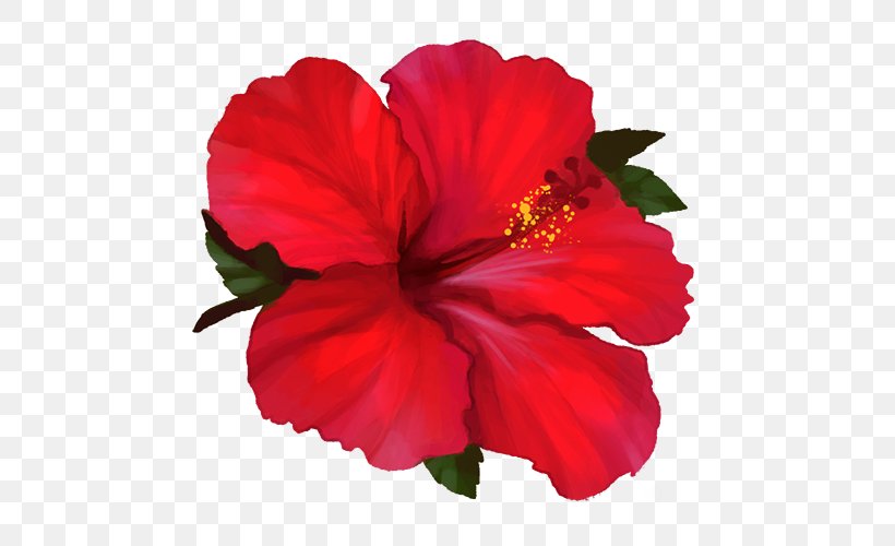 Shoeblackplant Four O'clocks Marvel-of-peru Annual Plant Herbaceous Plant, PNG, 500x500px, Shoeblackplant, Annual Plant, China Rose, Chinese Hibiscus, Family Download Free