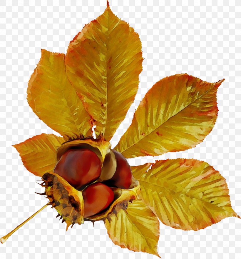 Horse Chestnut Tree, PNG, 1005x1080px, Watercolor, Acorn, Acorn Squash, Autumn, Beech Download Free