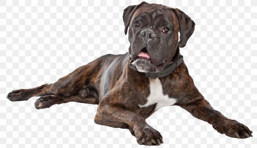 Boxer Dog Breed Old English Bulldog Valley Bulldog Bullmastiff, PNG, 1000x578px, Boxer, Bedroom Floor, Breed, Bulldog, Bulldog Breeds Download Free