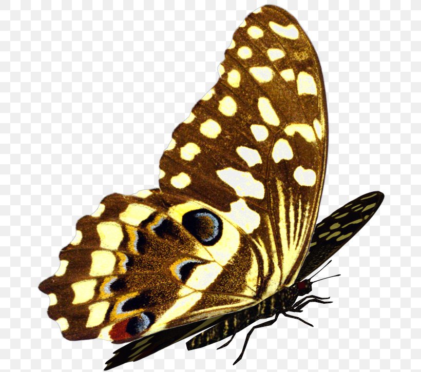 Brush-footed Butterflies Moth Butterfly Citrus, PNG, 686x725px, Brushfooted Butterflies, Arthropod, Brush Footed Butterfly, Butterfly, Citrus Download Free