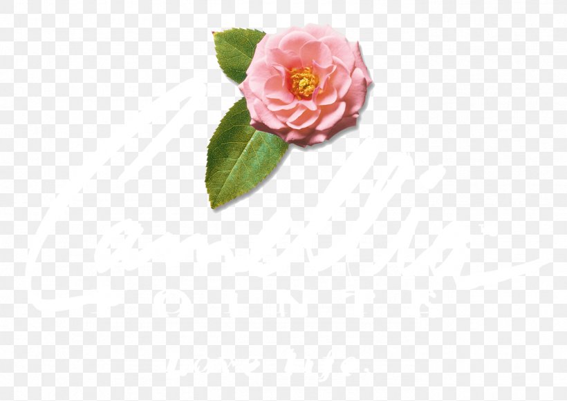 Cabbage Rose Garden Roses Petal Cut Flowers Pink M, PNG, 1381x979px, Cabbage Rose, Camellia, Cut Flowers, Flower, Flowering Plant Download Free