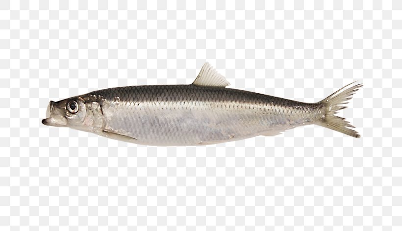 Fish Cartoon, PNG, 709x471px, Sardine, Anchovies, Anchovy, Atlantic Herring, Bonyfish Download Free