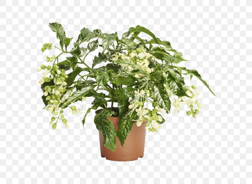 Flowerpot Herb Houseplant Tree, PNG, 600x600px, Flowerpot, Flower, Herb, Houseplant, Plant Download Free
