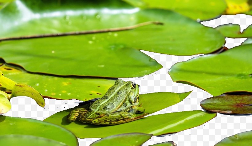 Frog Lithobates Clamitans Amphibian Toad Wallpaper, PNG, 1024x594px, Frog, American Bullfrog, Amphibian, Aquatic Plant, Ecosystem Download Free