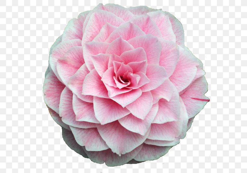 Rose, PNG, 593x575px, Pink, Camellia, Flower, Flowering Plant, Japanese Camellia Download Free