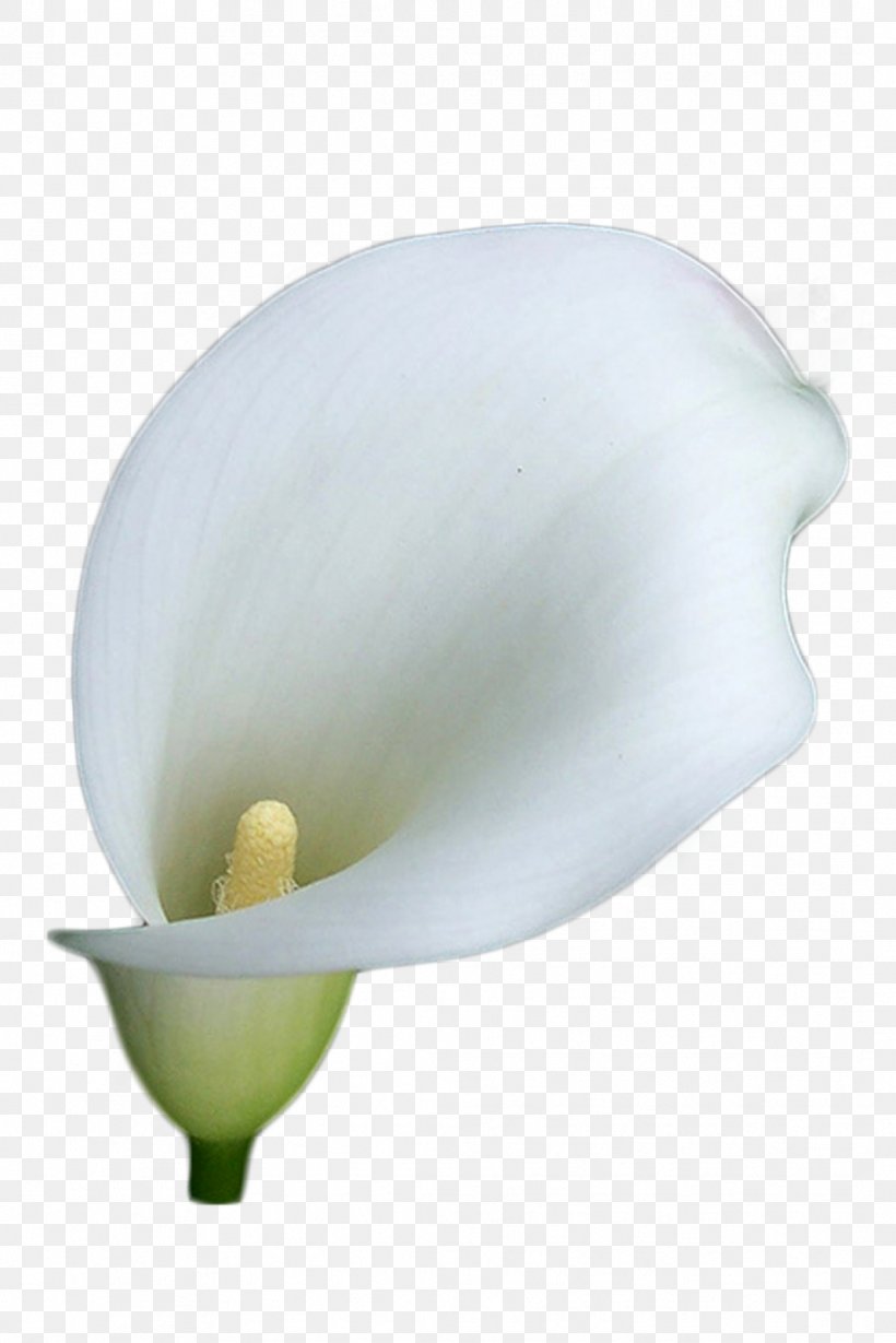 Arum-lily Flower Lilium Clip Art, PNG, 1067x1600px, Arumlily, Arum, Calla Lily, Drawing, Filename Extension Download Free