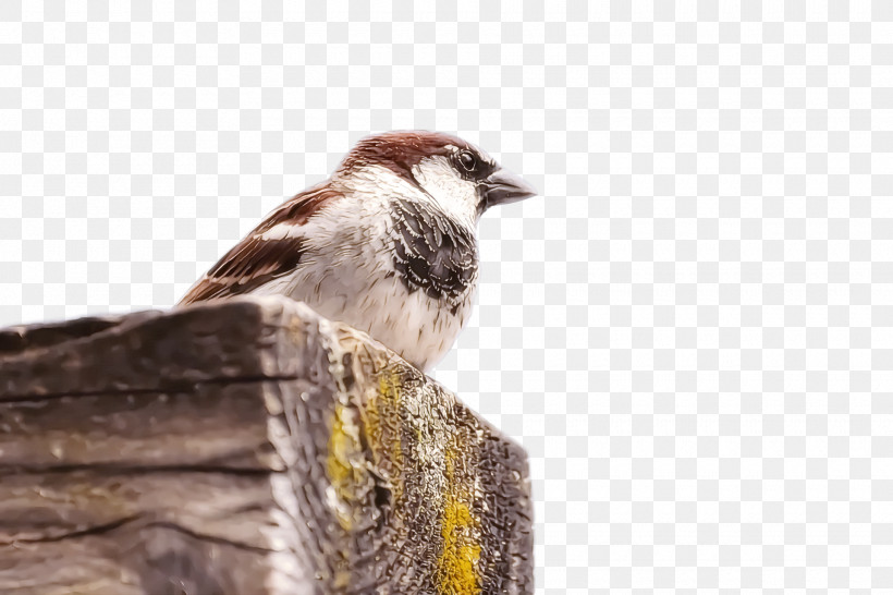 House Sparrow Birds Old World Sparrow American Sparrows Beak, PNG, 1920x1280px, House Sparrow, American Sparrow, American Sparrows, Beak, Birds Download Free