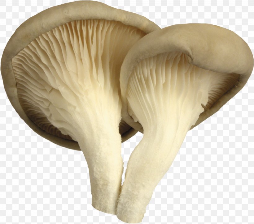 Oyster Mushroom Edible Mushroom Common Mushroom, PNG, 2555x2259px, Oyster Mushroom, Agaricaceae, Common Mushroom, Edible Mushroom, Food Download Free