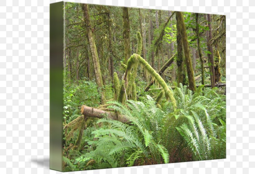 Tropical And Subtropical Coniferous Forests Fern Temperate Coniferous Forest Rainforest Tropical And Subtropical Moist Broadleaf Forests, PNG, 650x560px, Fern, Biome, Conifers, Ecosystem, Ferns And Horsetails Download Free