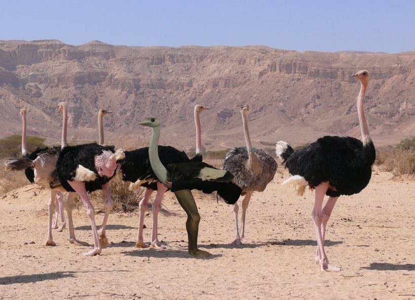 Common Ostrich Aepyornis Struthioniformes Ratite Animal, PNG, 1908x1380px, Common Ostrich, Aepyornis, Animal, Bird, Cassowary Download Free