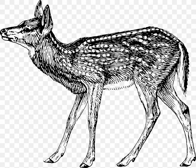 Coyote Musk Deer Red Fox Canidae, PNG, 2399x2061px, Coyote, Animal, Antelope, Black And White, Canidae Download Free