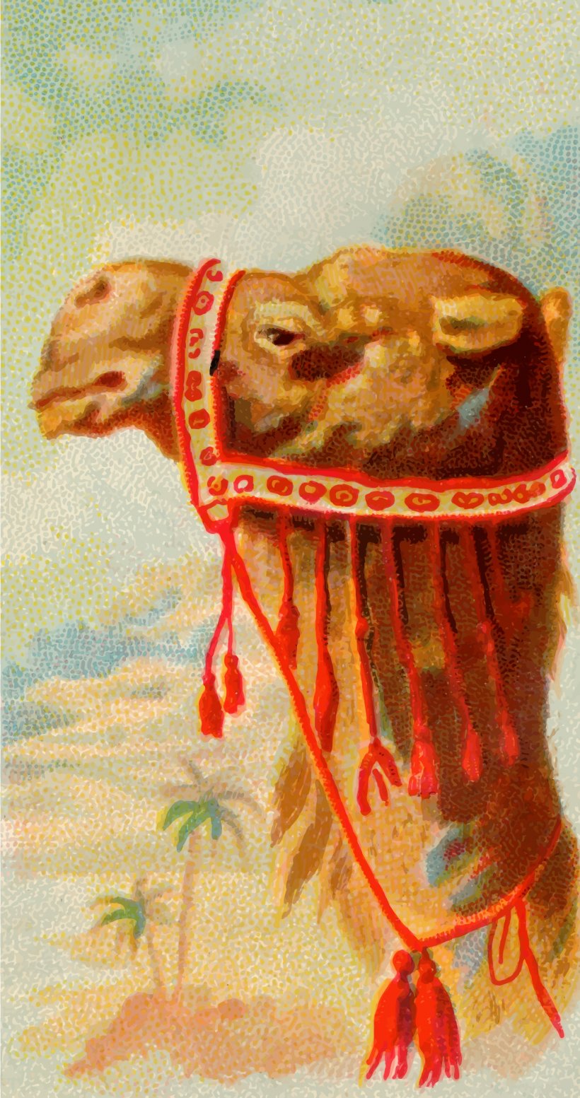 Dromedary Stock Photography Camel, PNG, 1267x2400px, Dromedary, Alamy, Allen Ginter, Art, Camel Download Free