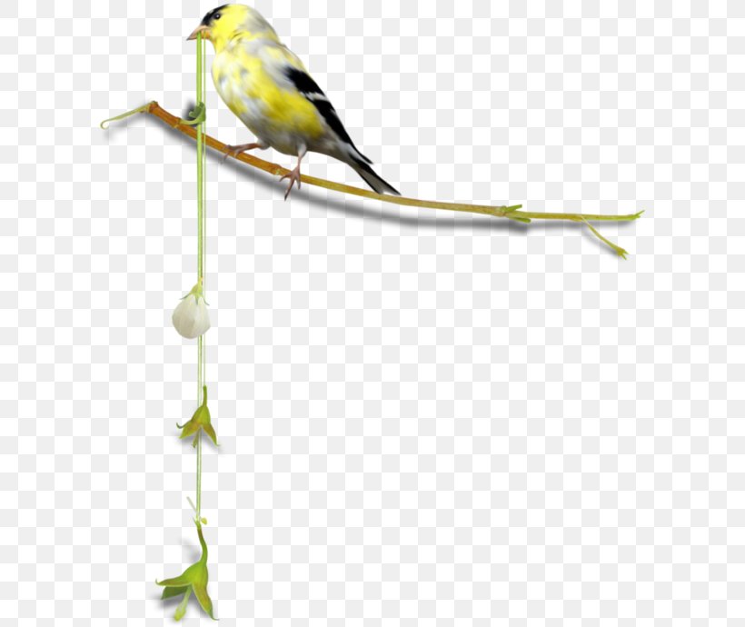 Finches Bird Parrot Centerblog, PNG, 600x690px, Finches, Beak, Bird, Bird Feeders, Blog Download Free