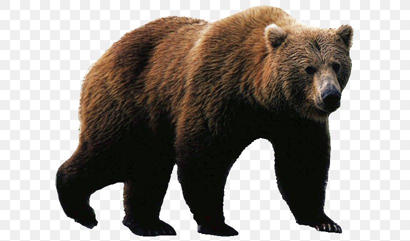 Polar Bear Brown Bear American Black Bear Grizzly Bear, PNG, 600x482px, Watercolor, Cartoon, Flower, Frame, Heart Download Free