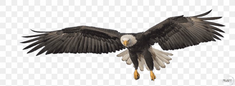 Bald Eagle Bird Transparency, PNG, 960x355px, Bald Eagle, Accipitridae, Accipitriformes, Andean Condor, Beak Download Free