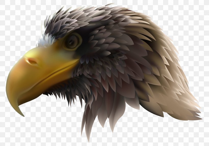 Bald Eagle Royalty-free Illustration, PNG, 6611x4630px, Bald Eagle, Accipitriformes, Beak, Bird, Bird Of Prey Download Free